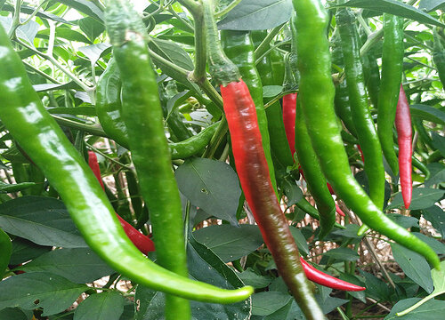 盆栽辣椒可以用淘米水浇吗