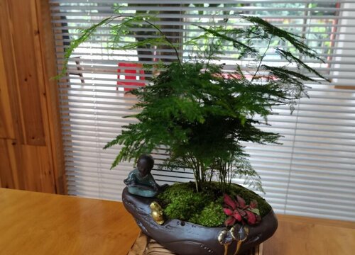 文竹不够葱郁是什么原因导致的