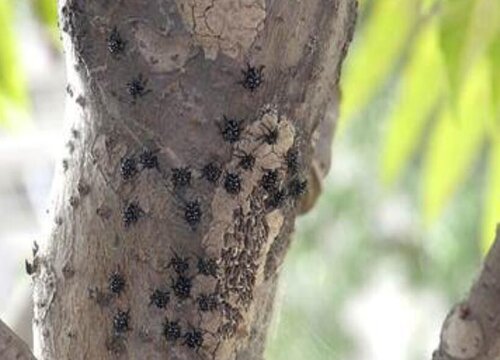 葡萄树的病虫害防治方法与技术