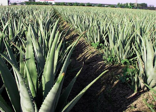 冬季如何养芦荟越冬更安全