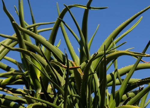 冬季如何养芦荟越冬更安全