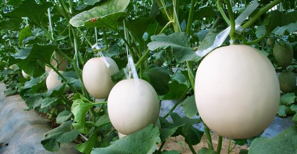 邯郸特产有哪些