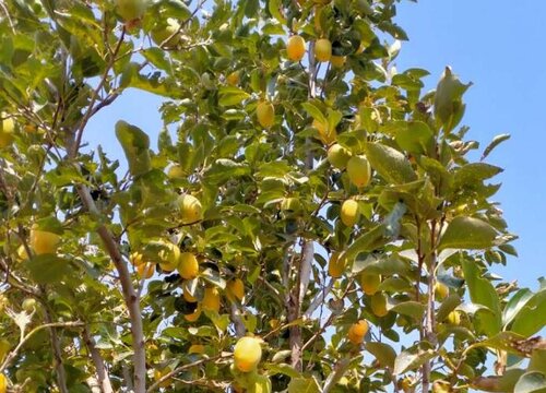 屋前有桑树必出贵人