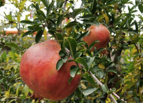 屋前有桑树必出贵人