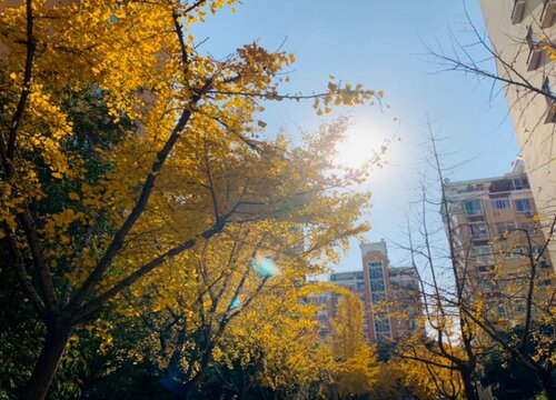 屋前有桑树必出贵人