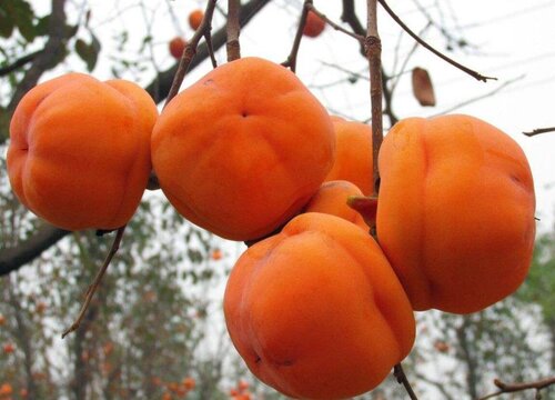 屋前有桑树必出贵人