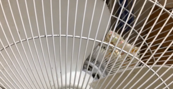 电风扇怎么清洗方便快捷干净