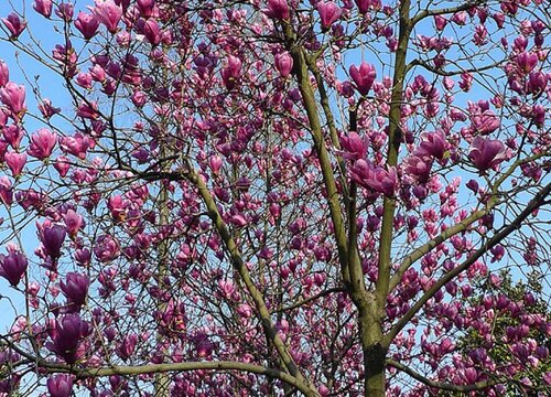 紫玉兰一年开几次花