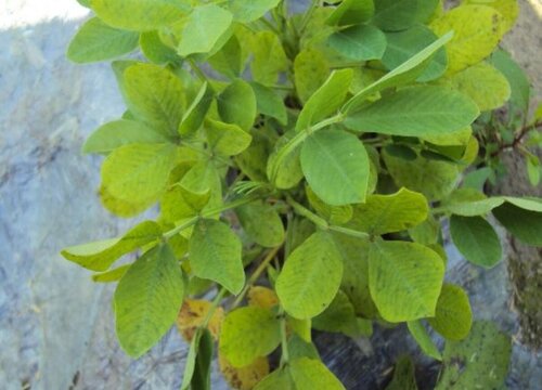 花生黄叶是什么原因