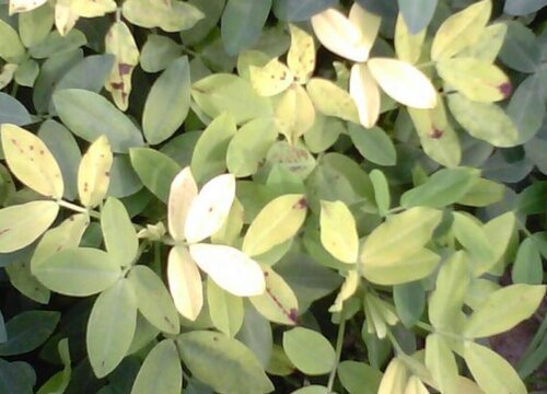 花生黄叶是什么原因