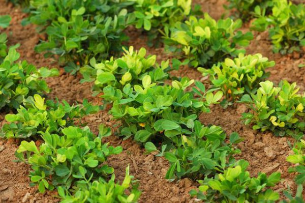 种花生一窝下种几粒