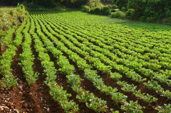 种花生一窝下种几粒