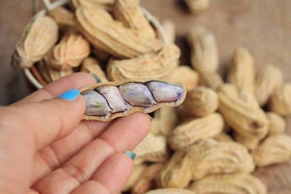 种花生一窝下种几粒