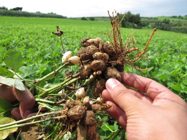 种花生一窝下种几粒