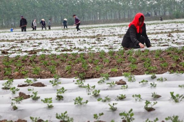 种花生一窝下种几粒