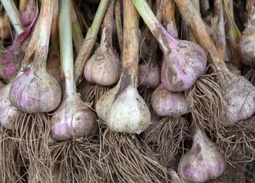 新鲜大蒜什么时候上市