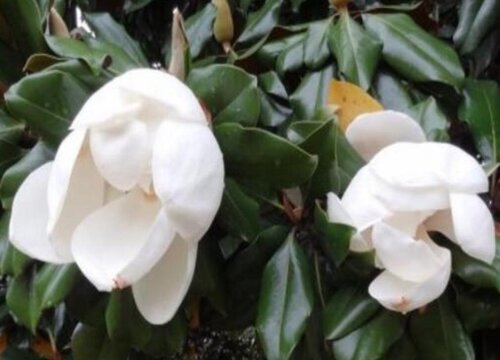 黑金刚橡皮树开花吗