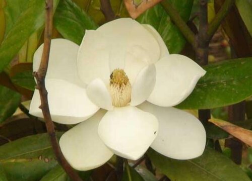 黑金刚橡皮树开花吗