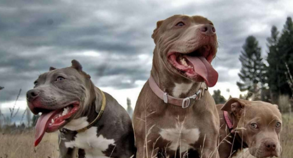 知名猎犬品种大全