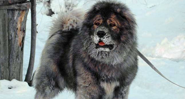 知名猎犬品种大全