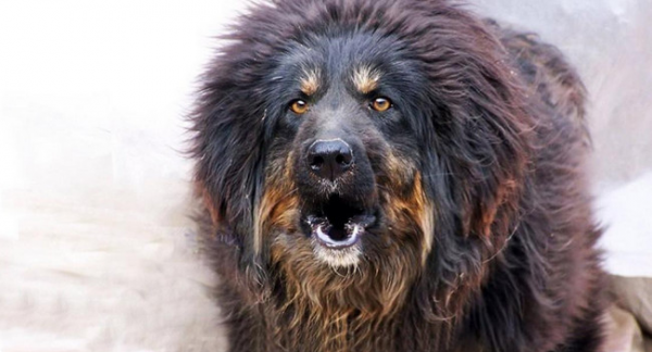 知名猎犬品种大全