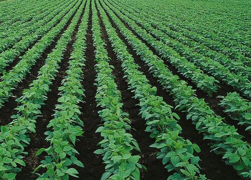 一亩地等于多少平方米面积