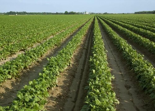 一亩地等于多少平方米面积