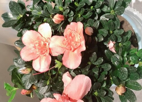 杜鹃花多少钱一盆