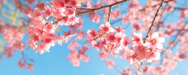 日本樱花几月份开花