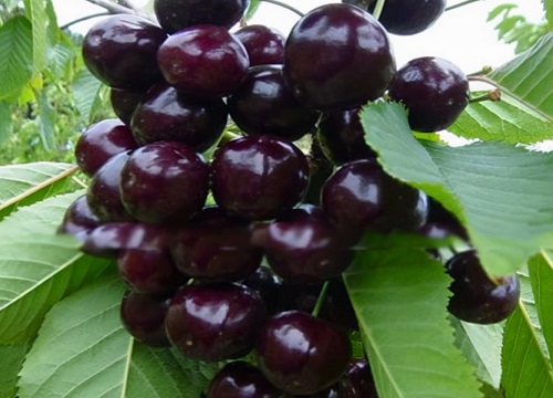 桑提娜车厘子介绍