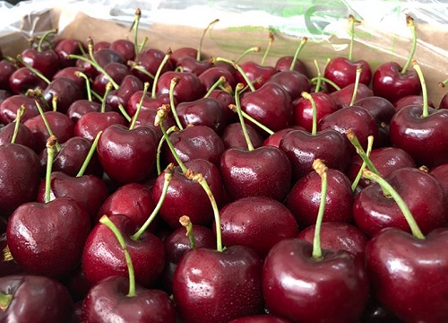 桑提娜车厘子介绍