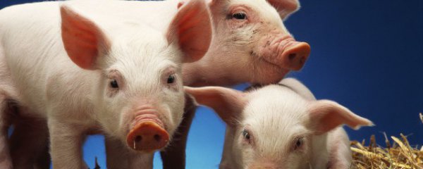 梦见盖猪圈是什么意思