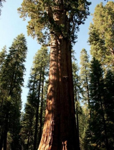 世界上最大的树是哪棵树图片