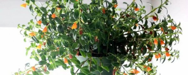 金鱼兰怎么养才能爆盆