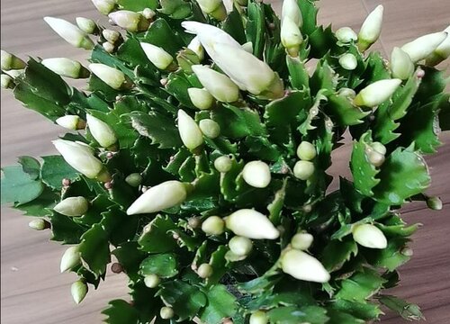 蟹爪兰长满花苞容易掉落该怎么办