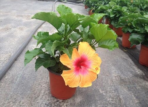 扶桑花新买的叶子蔫了怎么办