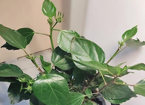 扶桑花新买的叶子蔫了怎么办