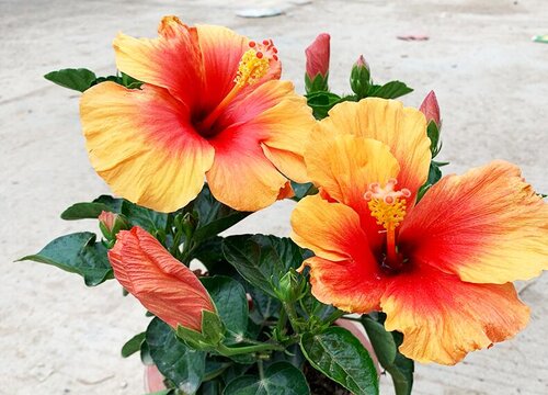 扶桑花新买的叶子蔫了怎么办