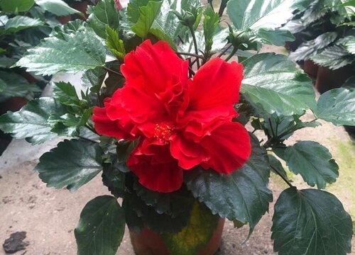 扶桑花新买的叶子蔫了怎么办