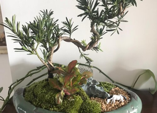 夏季罗汉松这样养护不黄叶