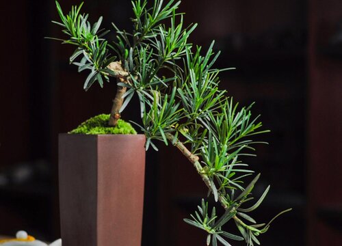 夏季罗汉松这样养护不黄叶