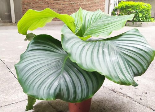 盆栽苹果竹芋焦边的原因