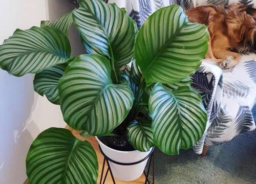 盆栽苹果竹芋焦边的原因