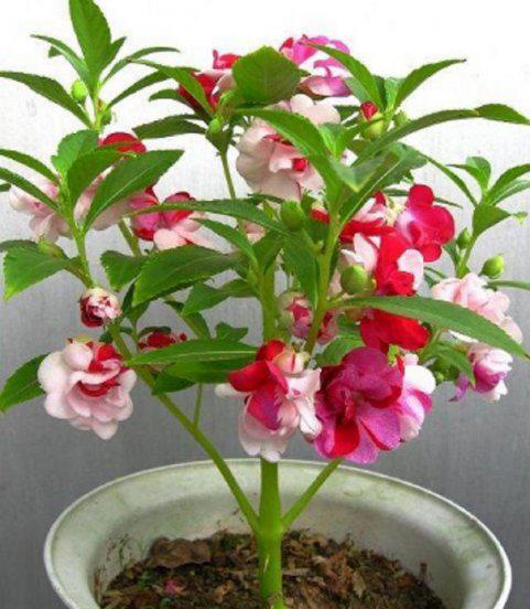 什么花好养活且适合家里