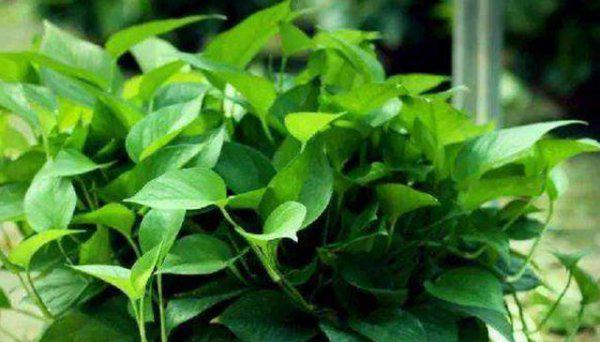 什么花好养活且适合家里