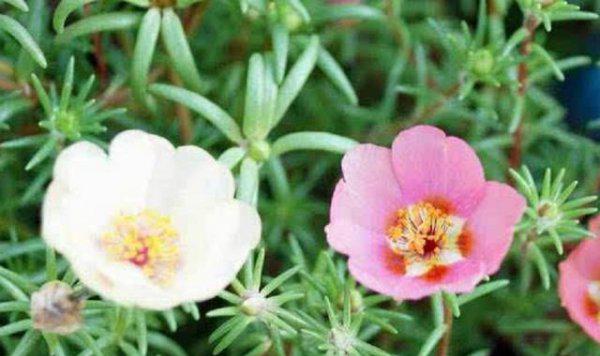 什么花好养活且适合家里