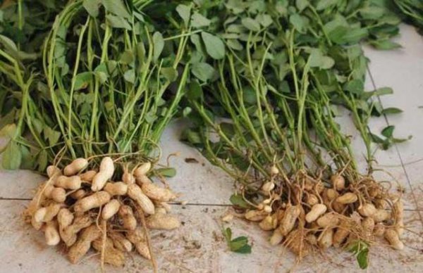 花生播种之前需要拌药吗