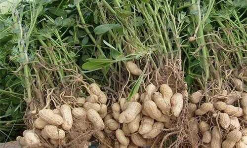 花生播种之前需要拌药吗