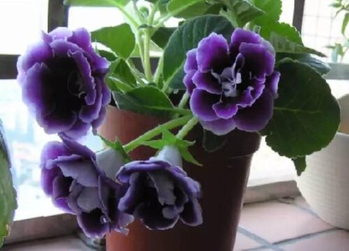 大岩桐花后的修剪和夏天的管理方法