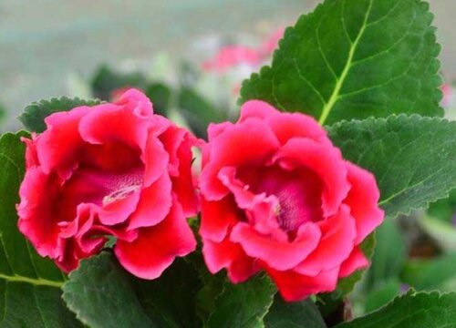 大岩桐花后的修剪和夏天的管理方法